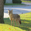 The Average Lifespan of Wildlife Animals in Anoka County, Minnesota