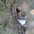 Surviving the Harsh Winters: How Wildlife Animals Adapt in Anoka County, Minnesota