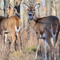 The Importance of Hunting Season for Wildlife Management in Anoka County, Minnesota