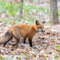 The Fascinating Wildlife of Anoka County, Minnesota