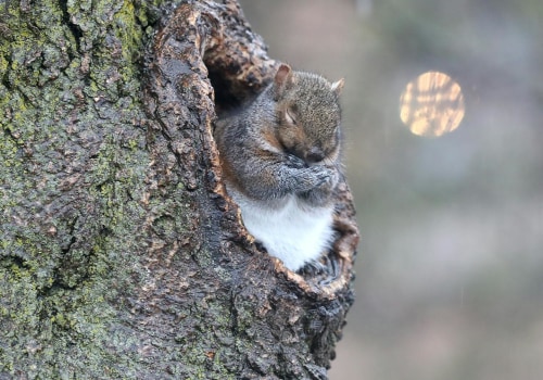 Surviving the Harsh Winters: How Wildlife Animals Adapt in Anoka County, Minnesota