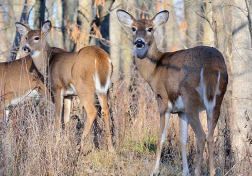 The Importance of Hunting Season for Wildlife Management in Anoka County, Minnesota