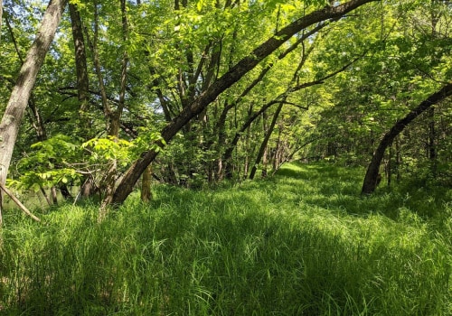 The Importance of Protecting Wildlife Habitats in Anoka County, Minnesota