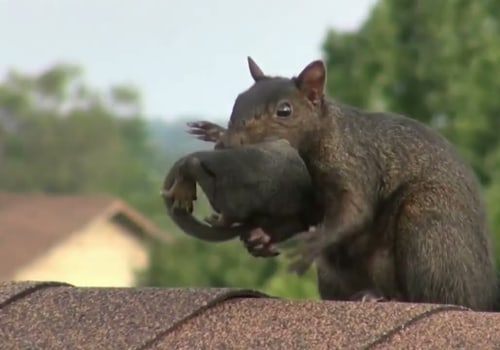 The Diverse Wildlife Animals of Anoka County, Minnesota