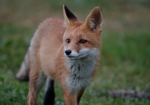 Restoring Wildlife Populations in Anoka County, Minnesota