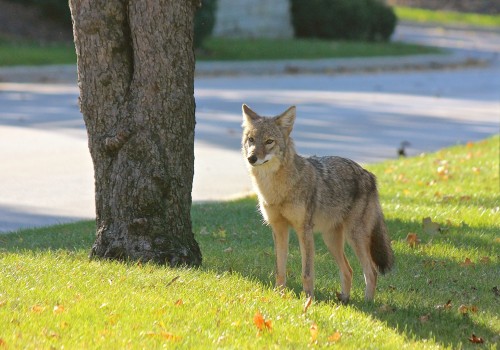 The Coexistence of Humans and Wildlife Animals in Anoka County, Minnesota