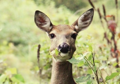 Conservation Efforts for Protecting Wildlife Animals in Anoka County, Minnesota