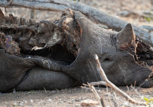 The Devastating Effects of Poaching on Wildlife in Anoka County, Minnesota