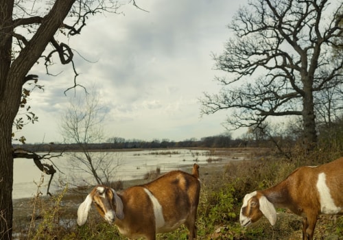 The Impact of Urbanization on Wildlife in Anoka County, Minnesota