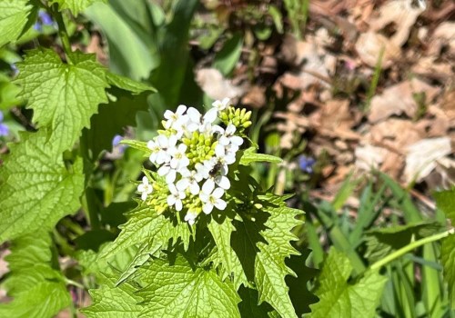 Protecting Native Wildlife: The Threat of Invasive Species in Anoka County, Minnesota