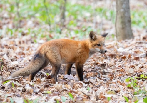 The Fascinating Wildlife of Anoka County, Minnesota