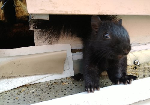 Adapting to the Seasons: How Wildlife Animals Survive in Anoka County, Minnesota